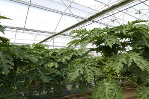 El invernadero con la "selva" de papaya en su interior.