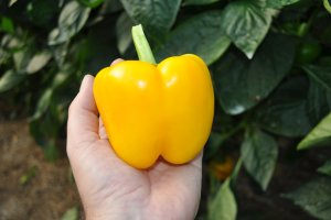 Pimiento california naranja.