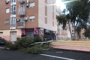 Árbol caído en la capital por el fuerte viento que ayer sufrió toda la provincia.