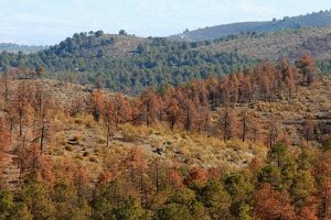 Pinos  muertos por la plaga de insectos perforadores en la sierra de los Filabres.