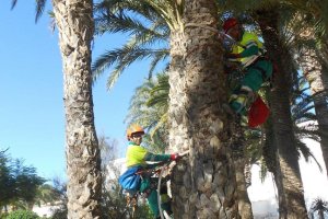 Trabajos de mantenimiento en las palmeras.