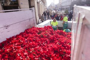 Reparto de pascueros