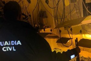 La Guardia Civil localiza 242 plantas de marihuana.