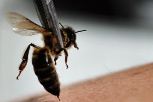 La Colmena Salvadora ahora también en la capital.