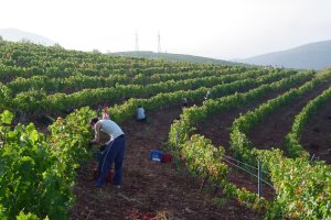 Jóvenes agricultores en un cultivo de viñedos en Almería.