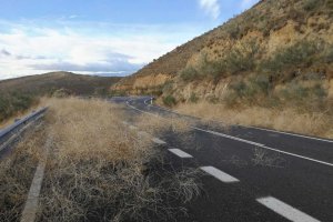 Una carretera del Almanzora con restos de matorral en la calzada.