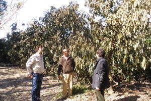 Una  de las escasas fincas de aguacates en la provincia de Almería.