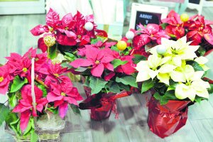 Detalles arte floral le da la bienvenida a sus clientes con los pascueros que se cultivan en Almería, aunque su origen es mexicano.