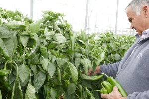 Un agricultor recoge su cosecha afectada.