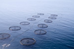 Jaulas marinas del Grupo Culmarex.