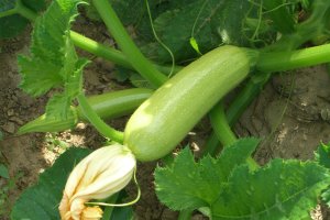 Calabacín, uno de los productos que más crecieron en ventas