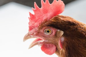 Se busca mejorar las condiciones de vida de las gallinas
