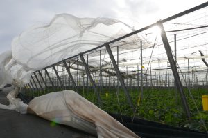 Invernadero afectado por el tornado de El Ejido el pasado 5 de enero.