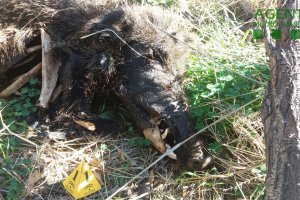 Jabalí encontrado en la sierre de Turre atrapado por un lazo ilegal.