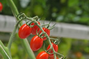Imagen de archivo de un tomate cherry en un cultivo de la provincia almeriense.