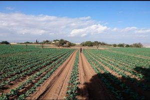 Campo  de cultivo de hoja verde de Agromediterránea.