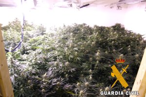 Plantas de marihuana decomisadas.