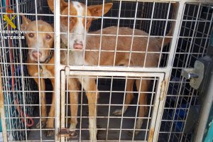 Dos de los perros recuperados por la Guardia Civil.