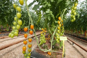 Cultivo de tomates cherry en la finca experimental UAL-ANECOOP.