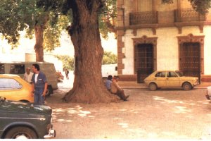 El olmo de Terque, en una fotografía antigua.