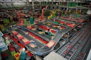 Lineal de confección y manipulado de unica Group, desde donde salen frutas y hortalizas a toda Europa.
