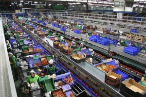 La campaña agrícola suaviza los datos del desempleo del mes de enero.