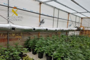 Plantación encontrada en el interior de la vivienda.