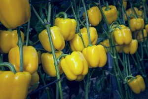 Pimiento california amarillo de la variedad Mikonos en invernadero.