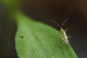 El control biológico asegura productos sanos y seguros y plantas más longevas y resistentes.