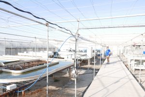 Instalaciones para ensayos demostrativos del proyecto Sabana en la Estación Experimental de Cajamar.