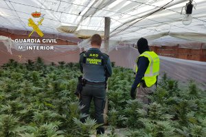 Plantación encontrada en El Ejido.