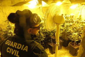 Plantación encontrada en Adra.