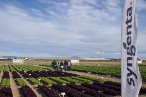 Variedades de hortaliza de hoja en el centro de I+D de Syngenta en Torre Pacheco (Murcia).