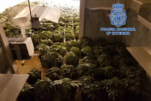 Interior de la vivienda donde se cultivaba la marihuana.