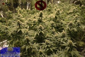 Plantas decomisadas por la Policía Local de Almería