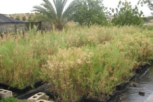 Especies plantadas en la ribera del río Aguas.