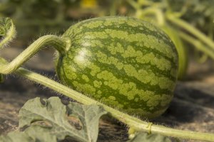 Sandía en crecimiento dentro de un invernadero.
