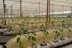 Invernadero de alta productividad en el Centro Tecnológico Tecnova.