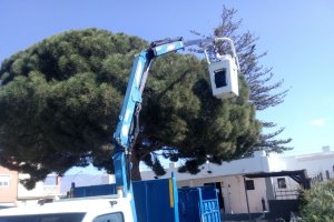 La empresa concesionaria de control de plagas en árboles trabaja en un ejemplar en Huércal de Almería