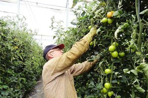 Un productor cultivando tomate en el invernadero