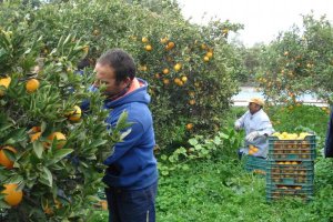 Según los agricultores, la sequía ha provocado la pérdida del 80% de las plantaciones de naranjos.