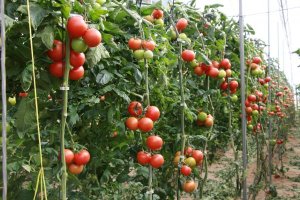 Asaja dice que la situación de bajos precios afecta a la totalidad de la producción.
