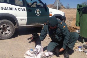 Cachorros encontrados por la Guardia Civil.