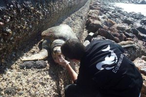 Ejemplar encontrado muerto en la playa de El Zapillo.