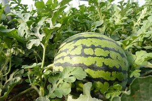La sandía, uno de los alimentos más saludables