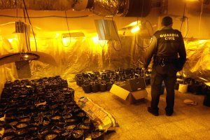 La Guardia Civil encontró en la vivienda 368 plantas de marihuana.