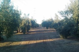 El olivar andaluz, a salvo de esta plaga bacteriana