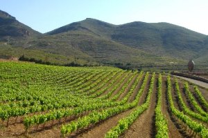 Viñedos en la provincia de Almería