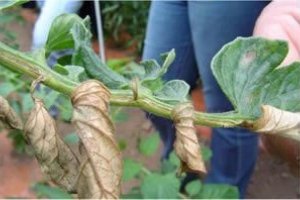 Efecto de Clavibacter michiganensis en tomate