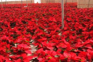 Explotación de planta viva en Almería